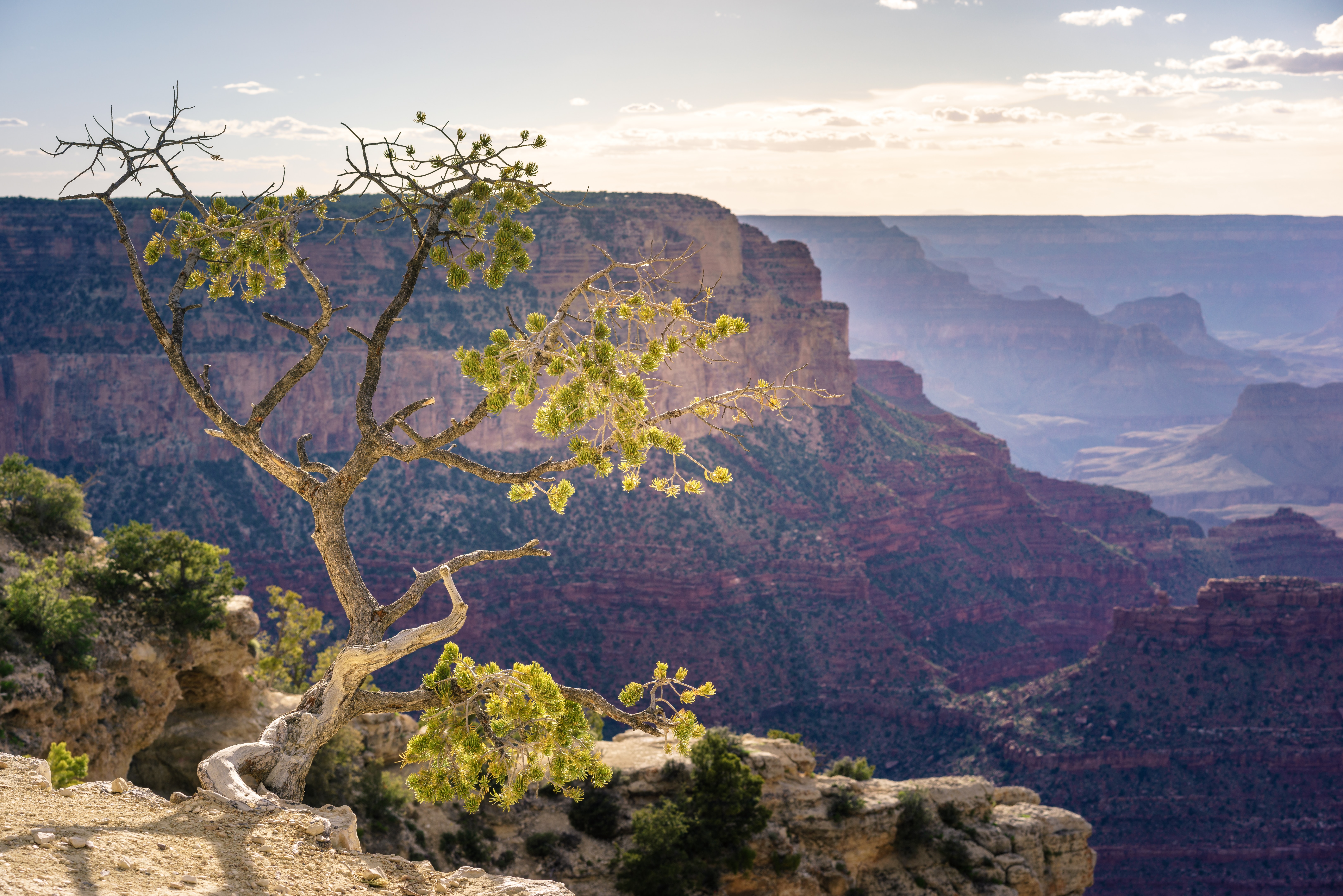 Phoenix Arizona Real Estate  